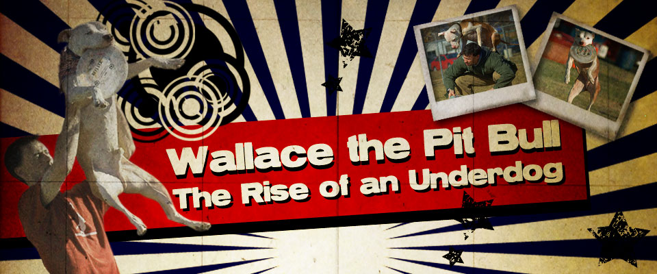 Wallace The Pit Bull Banner